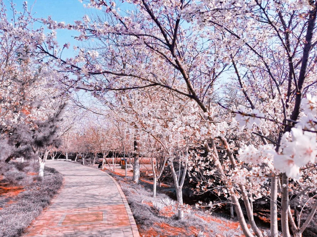 胜利山公园的樱花（配诗）