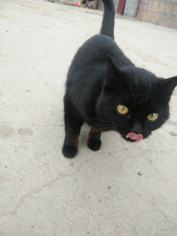 一只小黑猫