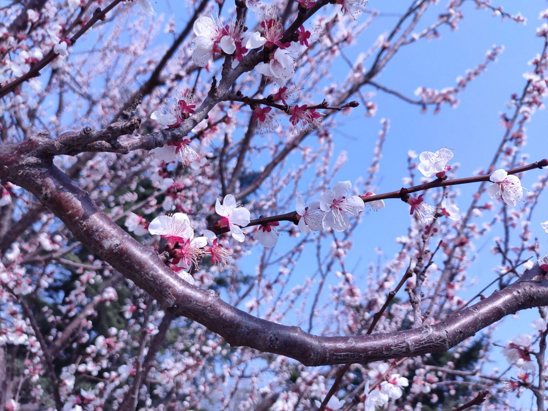 春花灿烂：美丽的即墨区宪法主题公园